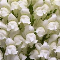 Potomac™ White Snapdragon