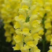 Potomac™ Yellow Snapdragon