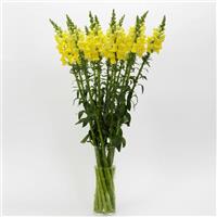 Potomac™ Yellow Snapdragon