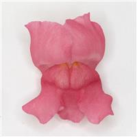 Potomac™ Dark Pink Snapdragon