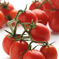 Topsy Tom Tomato