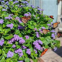 Monarch Magic Ageratum