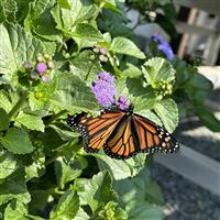 Monarch Magic Ageratum