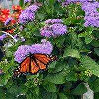 Monarch Magic Ageratum