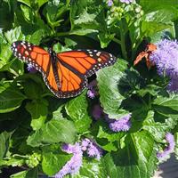 Monarch Magic Ageratum