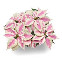 Early Elegance™ Marble Poinsettia