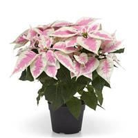 Early Elegance™ Marble Poinsettia