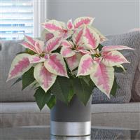 Early Elegance™ Marble Poinsettia