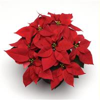 Early Elegance™ Red Poinsettia