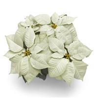 Early Elegance™ White Poinsettia