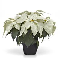 Early Elegance™ White Poinsettia