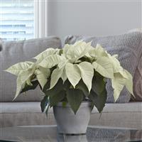 Early Elegance™ White Poinsettia