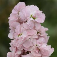 Column Stock Appleblossom Matthiola