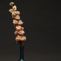 Column Stock Apricot Matthiola