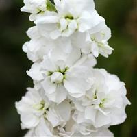 Column Stock Avalanche Matthiola