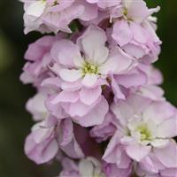 Column Stock Pink Sweetheart Matthiola