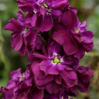 Column Stock Purple Heart Matthiola