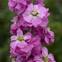 Column Stock Rose Pink Matthiola