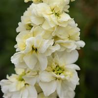 Column Stock Miracle Yellow Matthiola