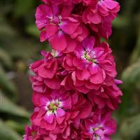 Column Stock Miracle Crimson Matthiola