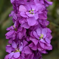 Column Stock Miracle Mid-Blue Matthiola