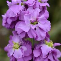 Column Stock Pacific Blue Matthiola