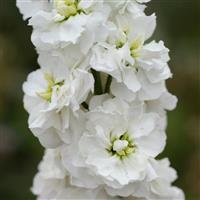 Column Stock White Goddess Matthiola