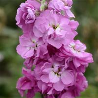 Column Stock Ball Pink No 22 Matthiola