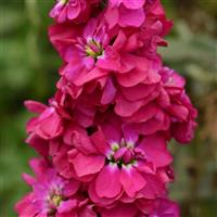 Column Stock American Beauty Matthiola