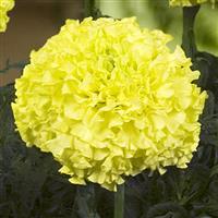 Nosento Limegreen African Marigold