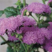 Horizon Blue Ageratum