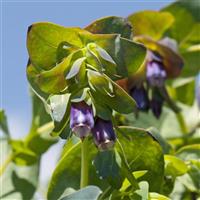 Pride Of Gibraltar Cerinthe