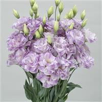 Bolero Blue Blush Cut Flower Lisianthus