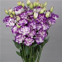 Bolero Blue Picotee Cut Flower Lisianthus