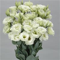 Bolero Green Cut Flower Lisianthus