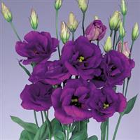 Echo Blue Cut Flower Lisianthus