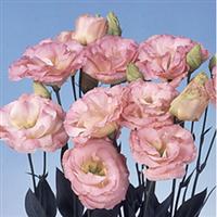 Echo Champagne Cut Flower Lisianthus