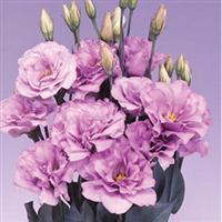 Echo Lavender Cut Flower Lisianthus