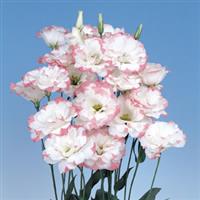 Echo Pink Picotee Cut Flower Lisianthus