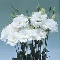 Echo Pure White Cut Flower Lisianthus