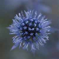 Eryngium Planum Glitter Blue