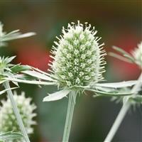 Eryngium Planum Glitter White