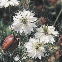 Cramers Plum Nigella