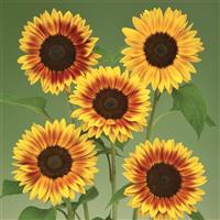 Ziggy Yellow Brown Bicolor Sunflower