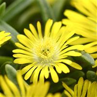 Delosperma Wheels of Wonder™ Golden Wonder