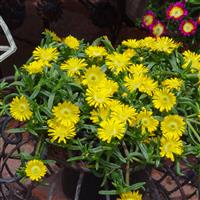 Delosperma Wheels of Wonder™ Golden Wonder