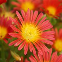 Delosperma Wheels of Wonder™ Fire Wonder