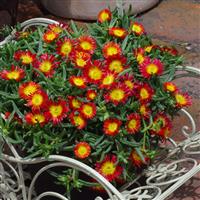 Delosperma Wheels of Wonder™ Fire Wonder