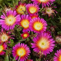 Delosperma Wheels of Wonder™ Hot Pink Wonder