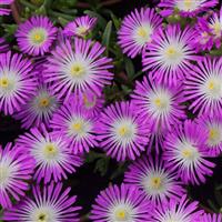 Delosperma Wheels of Wonder™ Violet Wonder